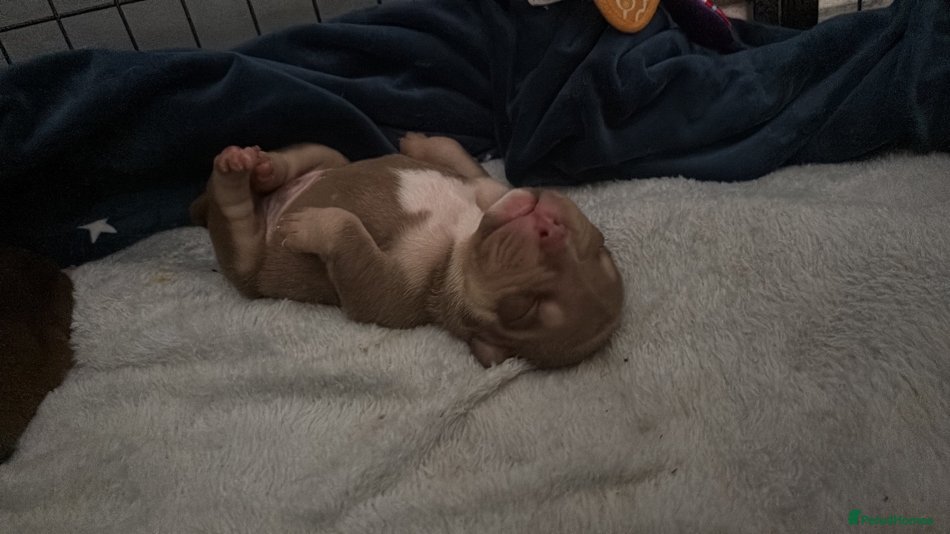 American Bully dogs American micro bully’s  - Advert 6