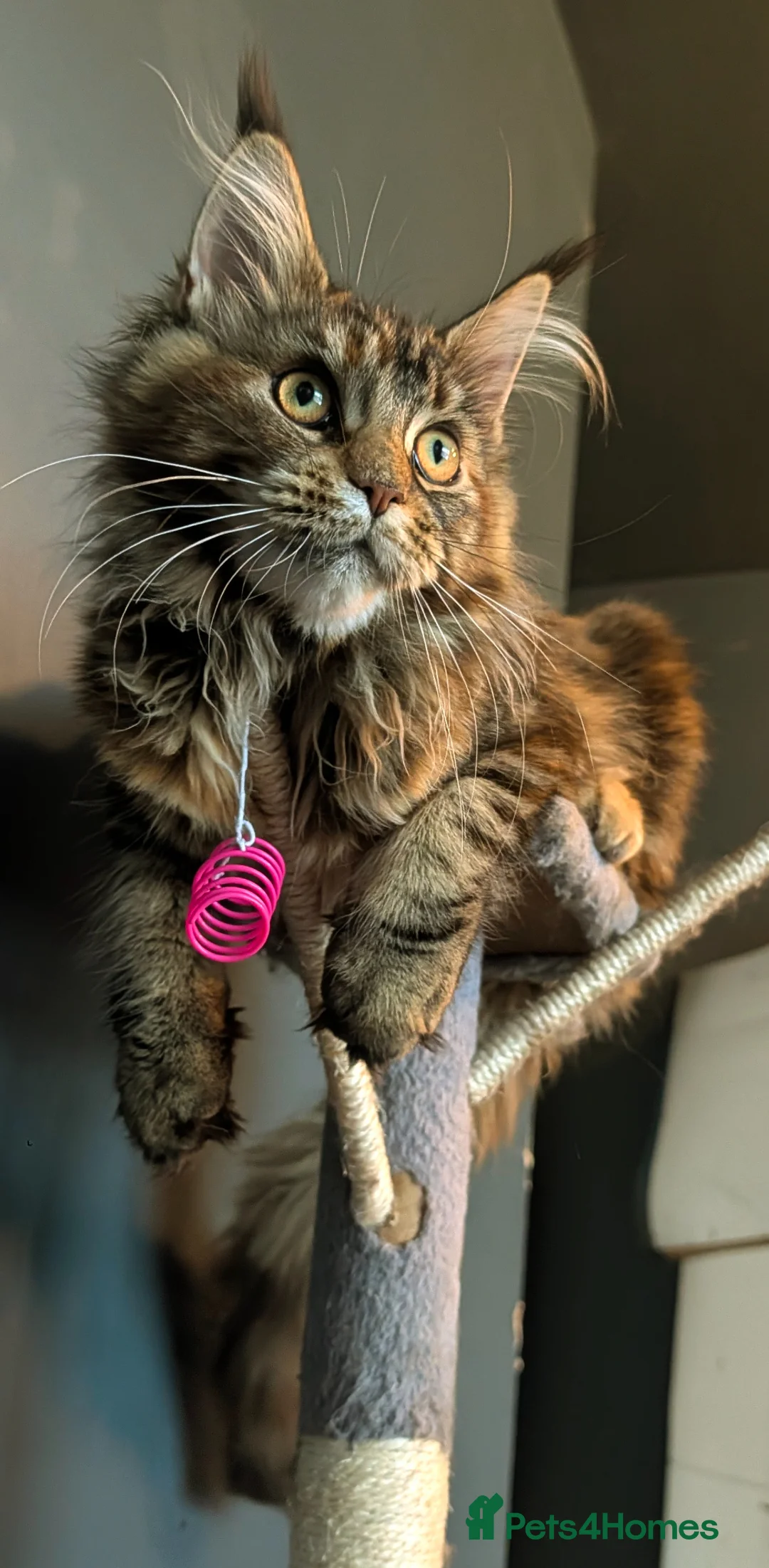 Maine Coon cats for sale: 2 beautiful girls available  - Advert 2