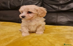 Maltipoo dogs for sale: Maltipoo puppies for sale - Image 10