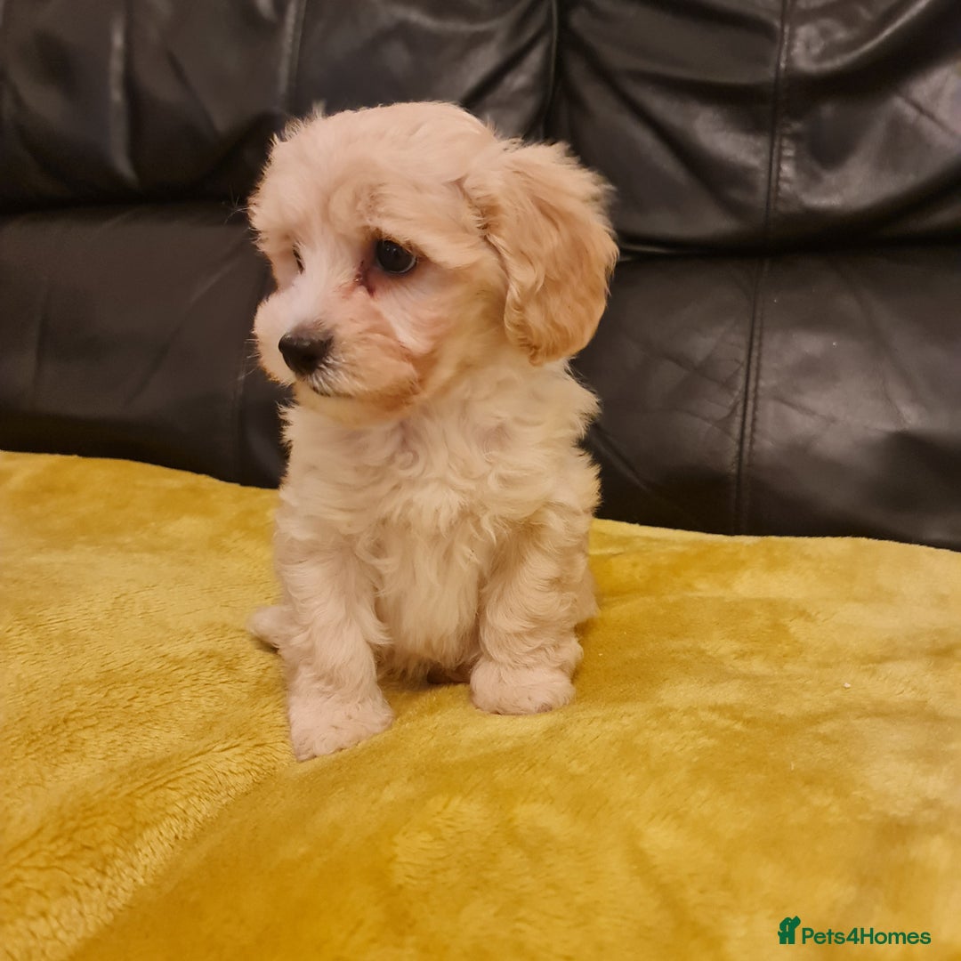 Maltipoo dogs for sale: Maltipoo puppies for sale - Image 10