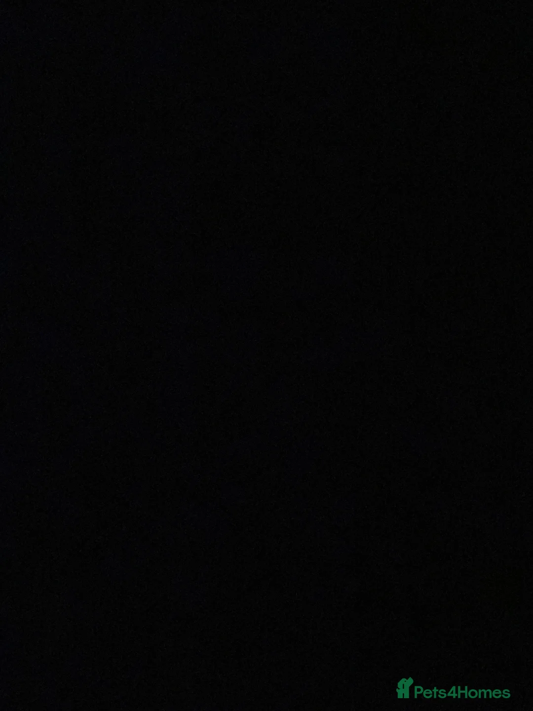 Alaskan Malamute dogs for sale: Alaskan Malamute Female 9 Months Old - Advert 2