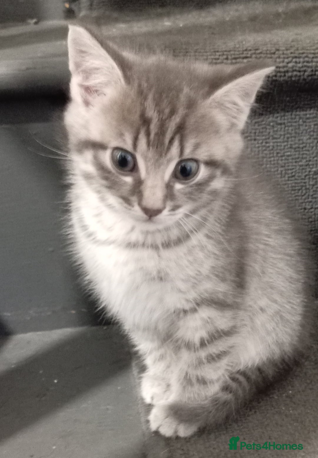 Mixed Breed cats for sale: 3 kittens for sale  - Advert 2