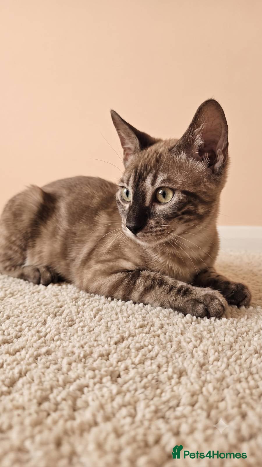 Bengal cats BENGAL 😺 furry Kittens – Ready For your Homes!💖 - Advert 1