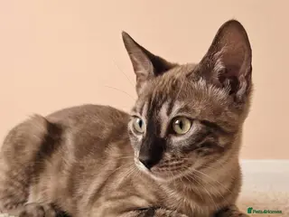Bengal cats BENGAL 😺 furry Kittens – Ready For your Homes!💖 - Advert 1