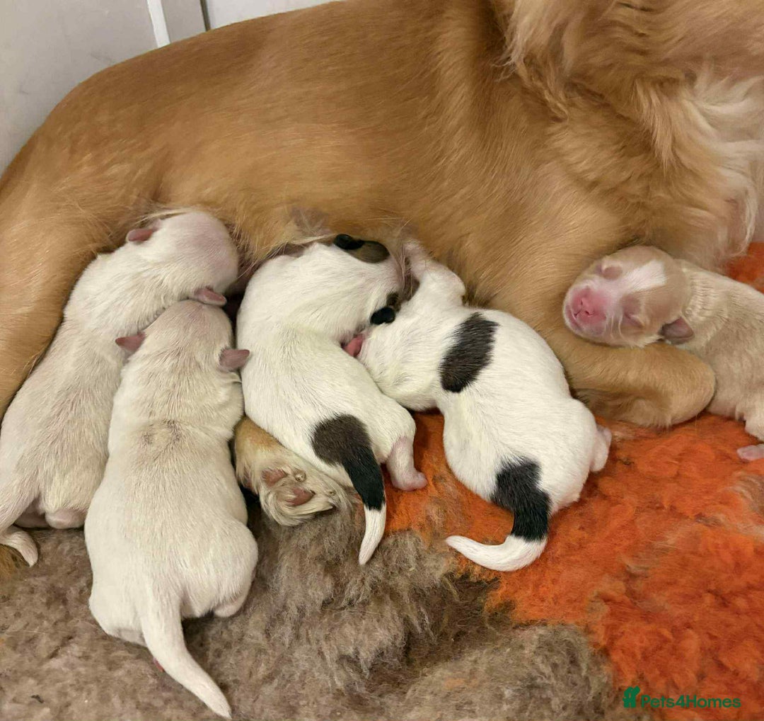 Mixed Breed dogs for sale: Stunning 3/4 Chihuahua puppies  - Image 13