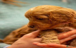 Cockapoo dogs for sale: Stunning F2b Miniature Cockapoos / Health Tested - Image 26