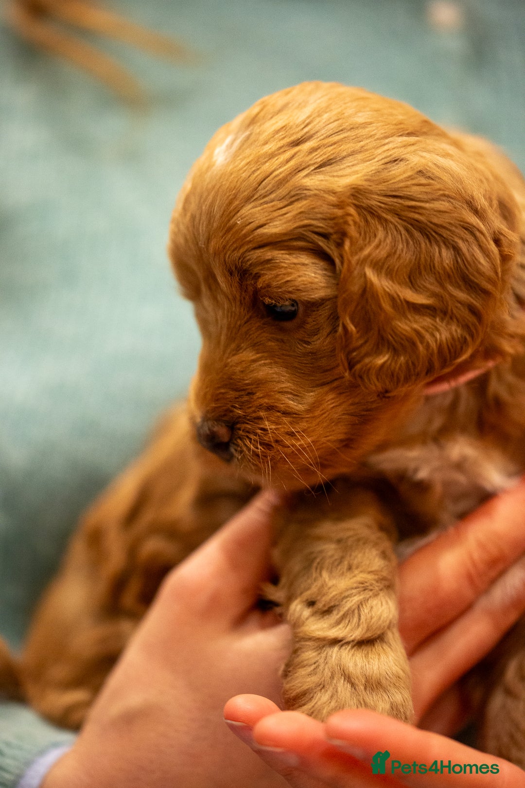 Cockapoo dogs for sale: Stunning F2b Miniature Cockapoos / Health Tested - Image 26