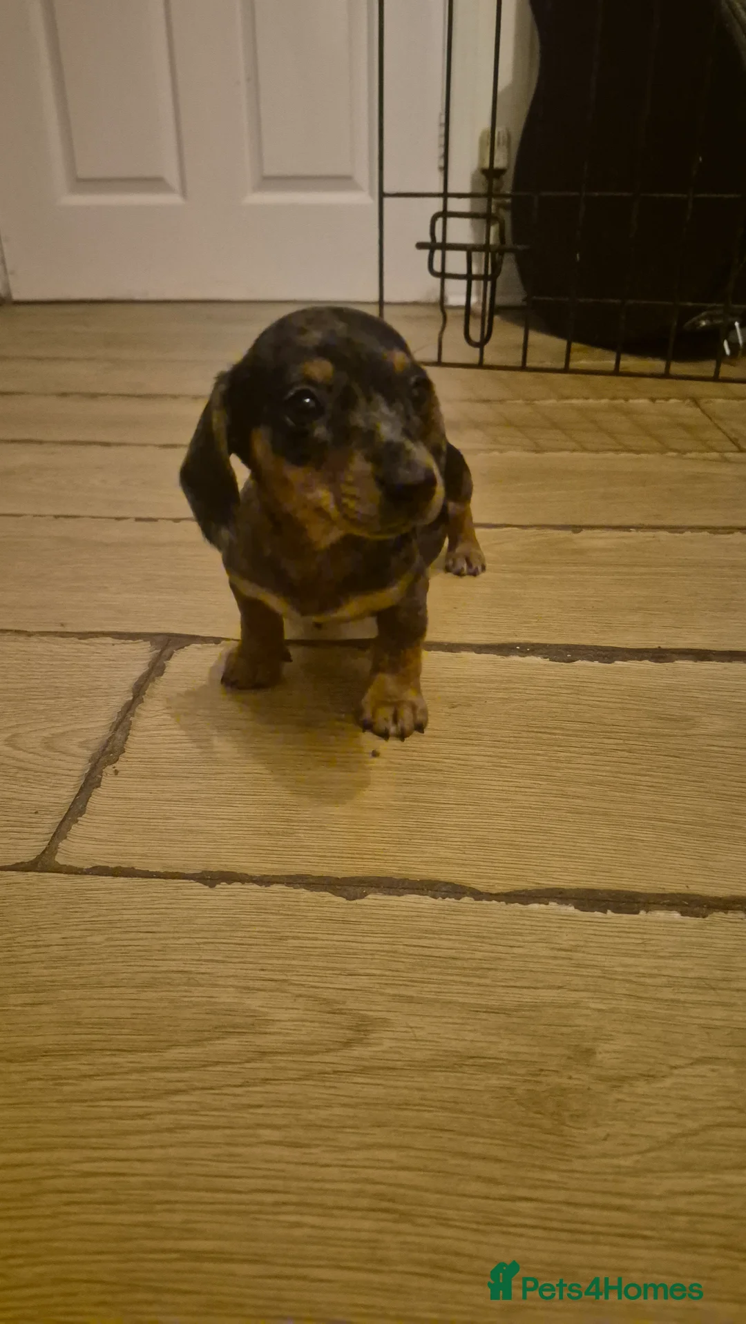 Miniature Dachshund dogs for sale: Silver dapple miniature dachshund puppy - Advert 2