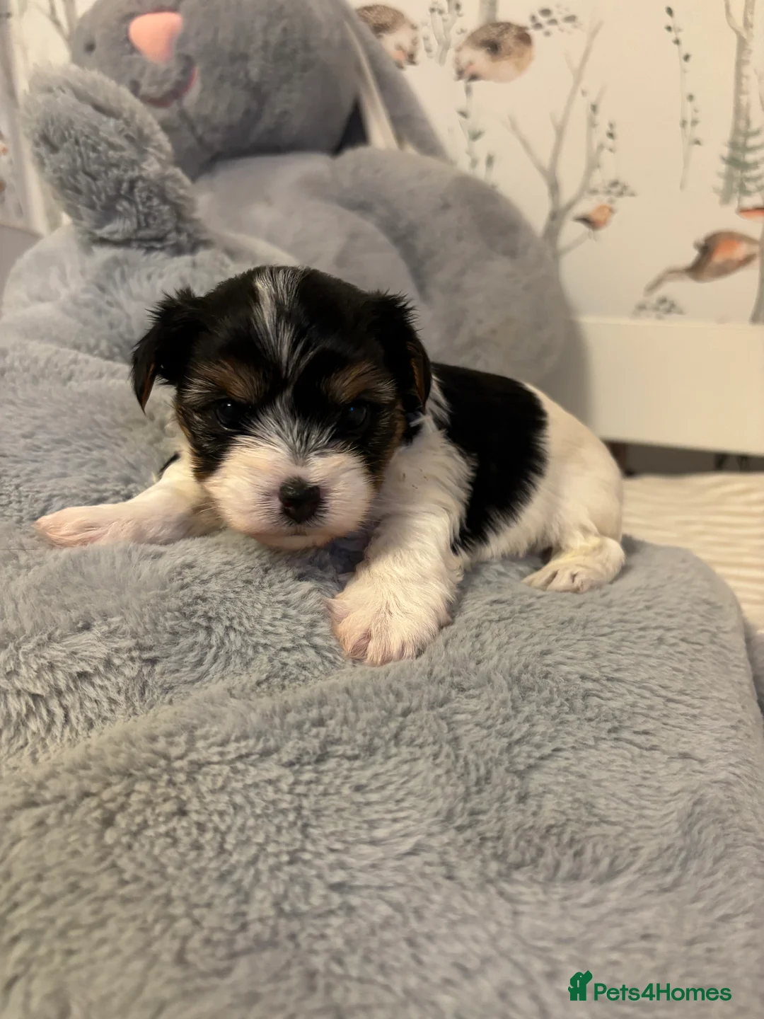 Yorkshire Terrier dogs for sale: 3 VERY SMALL GIRLS LEFT - Advert 9