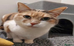 Domestic Shorthair cats for sale: Smokey and Ash.  - Image 2