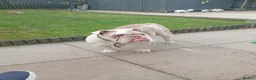English Bulldog dogs for sale: Male English bulldog  - Advert 4