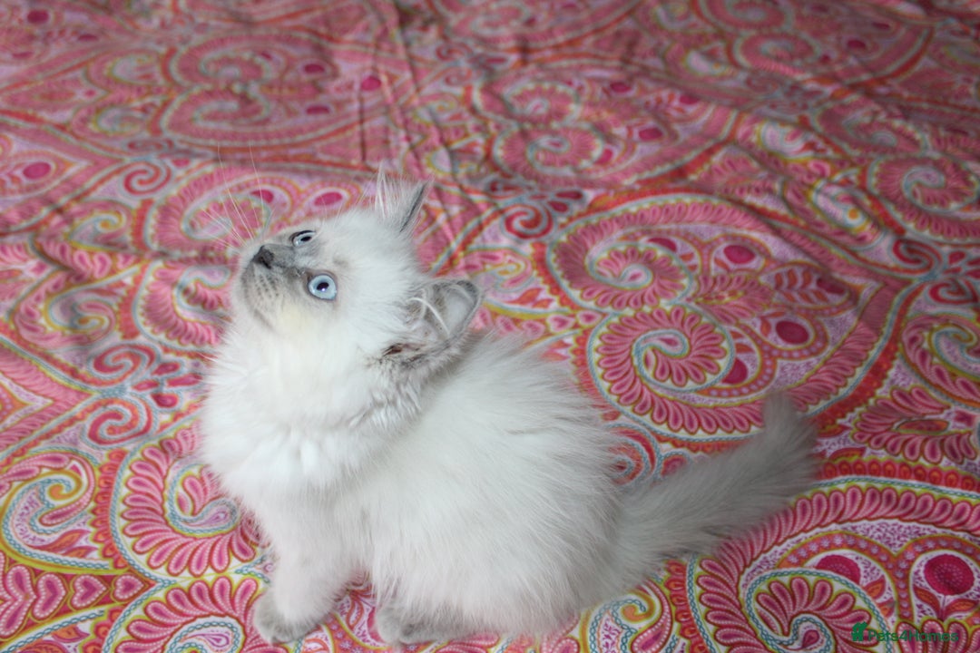 Ragdoll cats for sale: Ready to go  - Advert 6