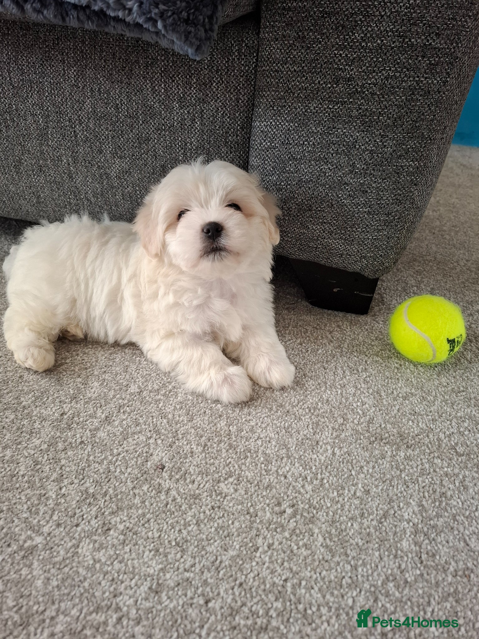 Mixed Breed dogs Adorable Maltichon - Advert 7