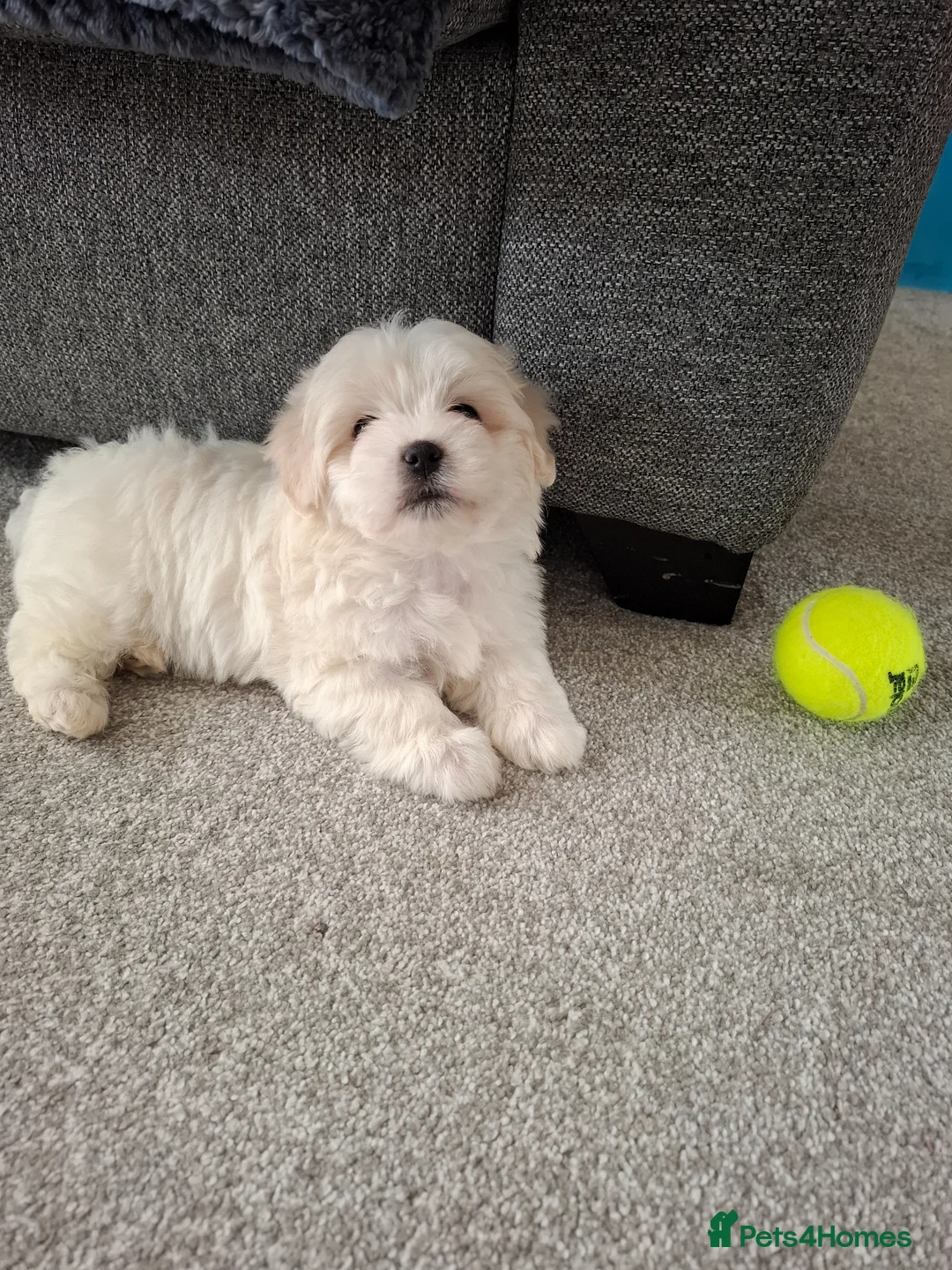 Mixed Breed dogs for sale: Adorable Maltichon in Bicester - Advert 1