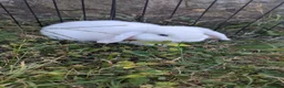 Mini Lop rabbits for sale: Little mini lop buck ready to leave  - Advert 2