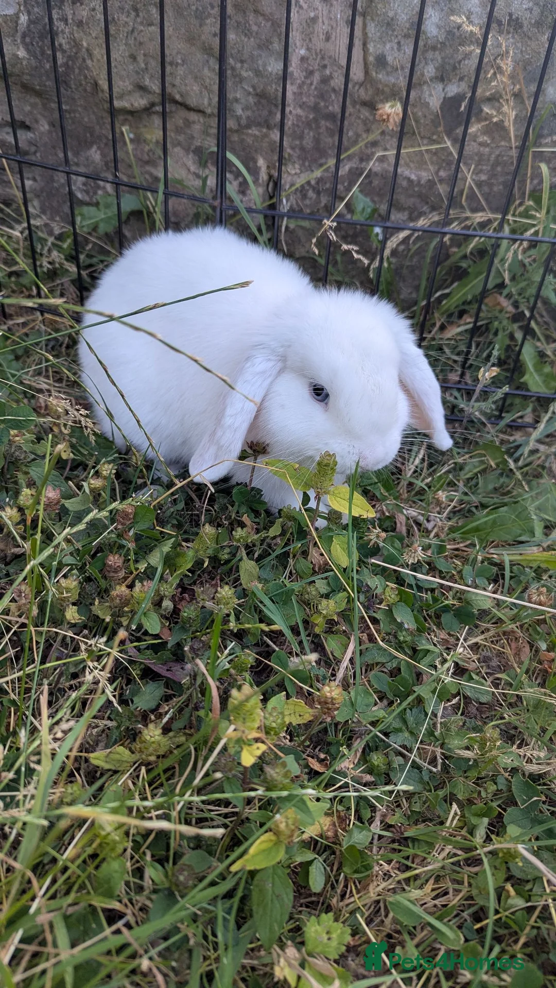 Mini Lop rabbits for sale: Little mini lop buck ready to leave  - Advert 2