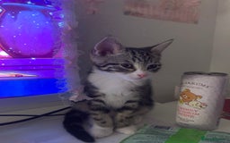 American Shorthair cats for sale: 4 months old grey and black cat  - Image 2