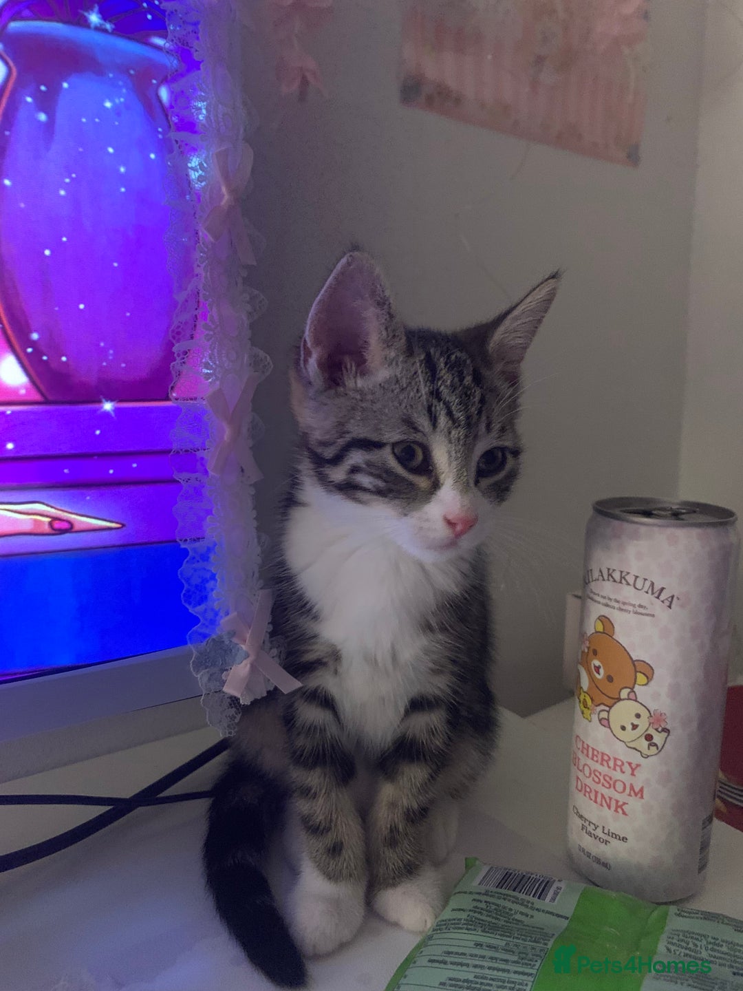 American Shorthair cats for sale: 4 months old grey and black cat  - Image 2