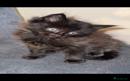 Ragdoll cats for sale: 4 male kittens for rehoming  - Advert 5