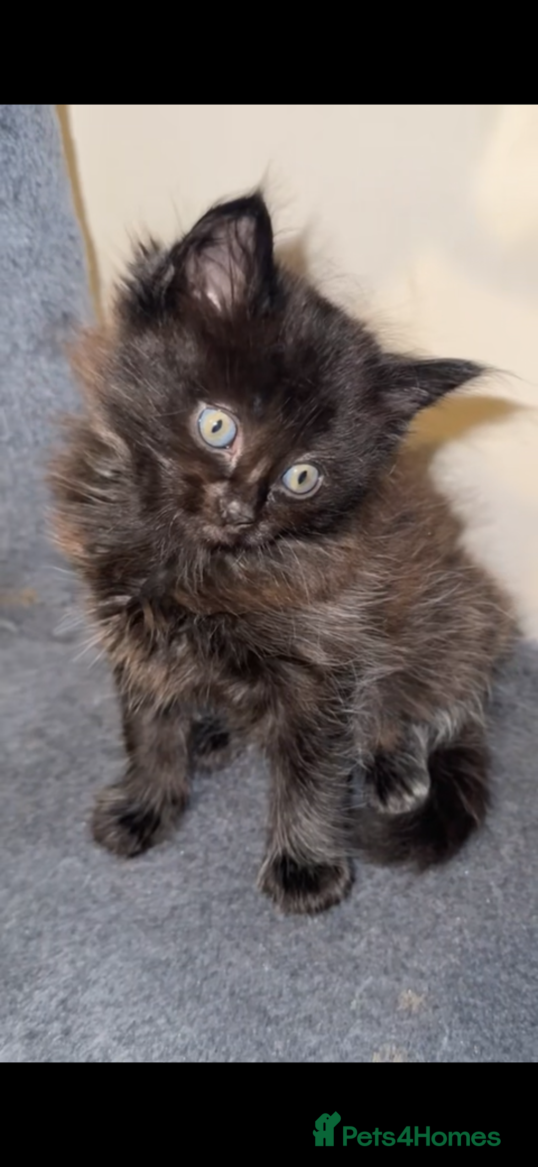 Ragdoll cats for sale: 4 male kittens for rehoming  - Advert 5