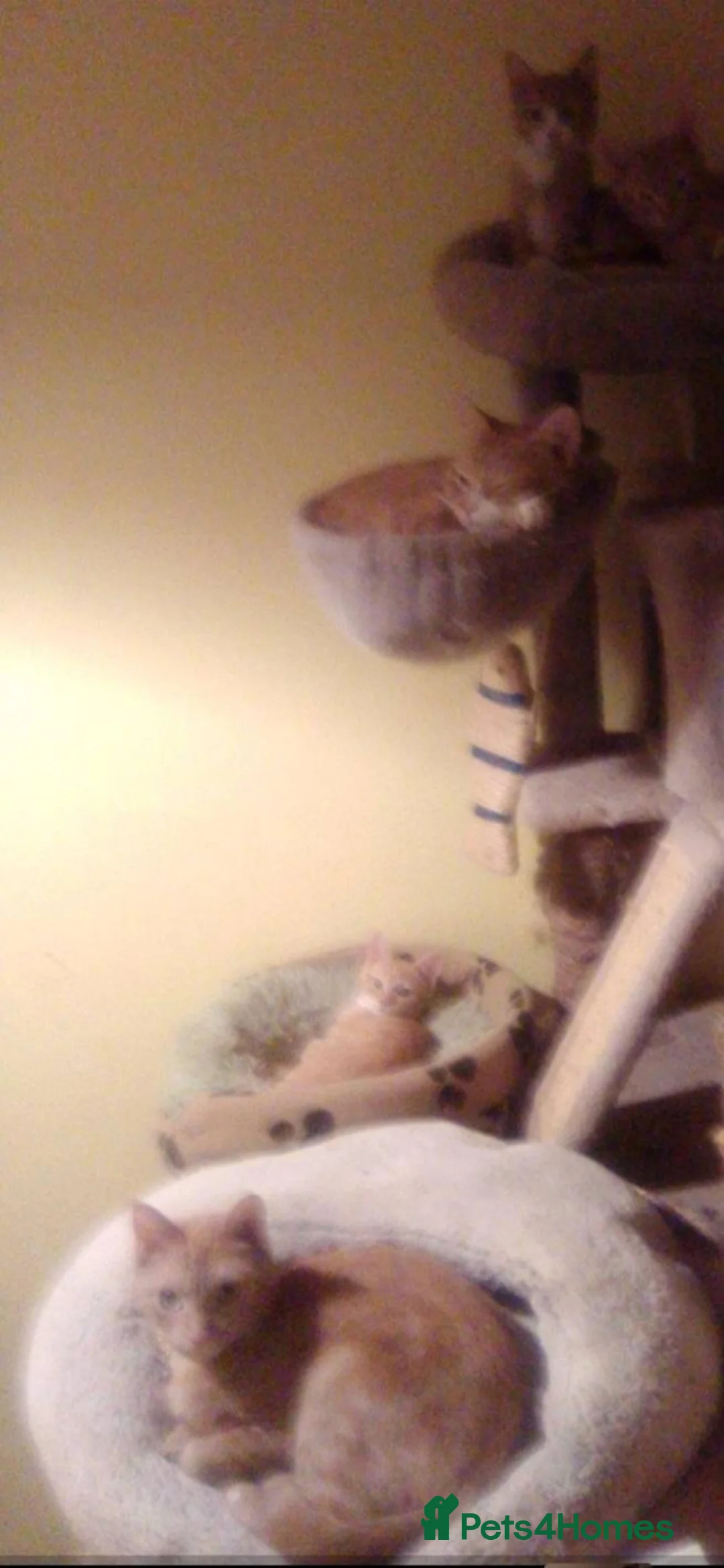 British Shorthair cats for sale: Ginger British Shorthair kittens  - Advert 11