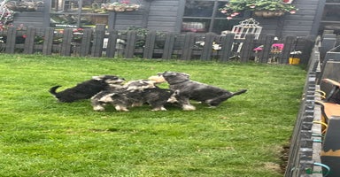 Miniature Schnauzer dogs - Advert 1