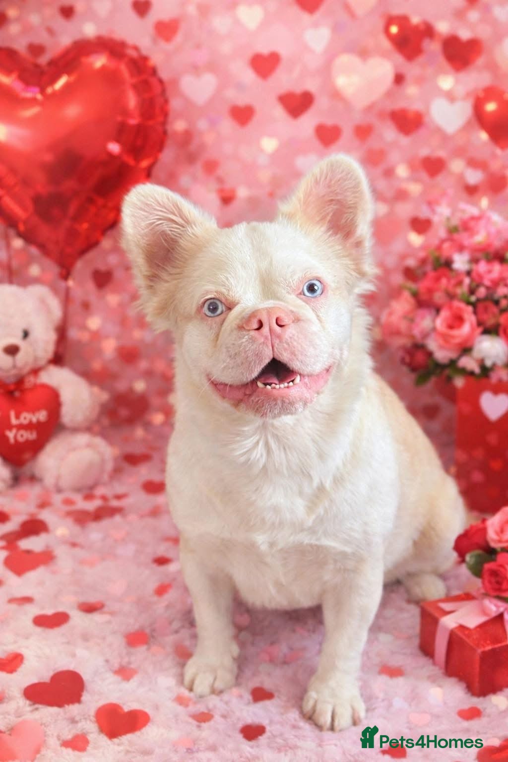 French Bulldog dogs 💕Rocco- pink fluffy boy for stud💕 - Advert 16