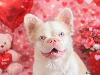 French Bulldog dogs 💕Rocco- pink fluffy boy for stud💕 - Advert 12