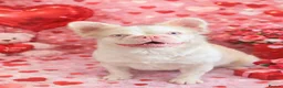 French Bulldog dogs for stud: 💕Rocco- pink fluffy boy for stud💕 - Advert 3