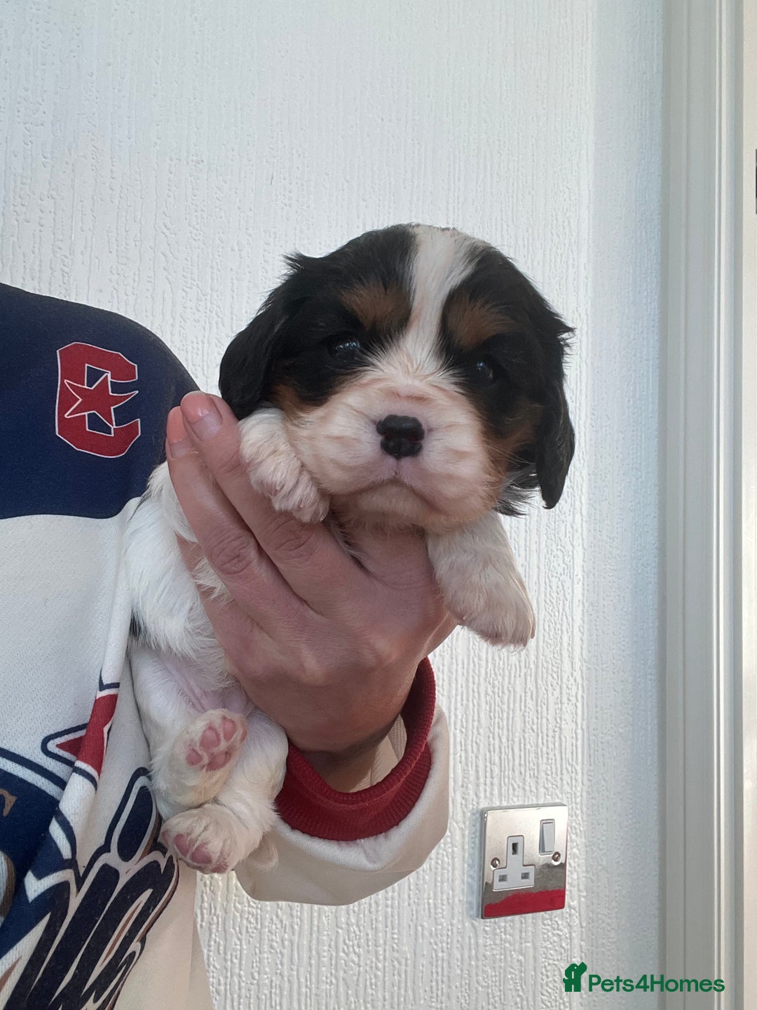 Cavalier King Charles Spaniel dogs for sale: Cavalier King Charles puppy’s  - Advert 32