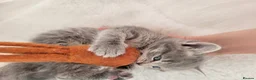 British Shorthair cats for sale: British shorthair  in Canterbury - Advert 32