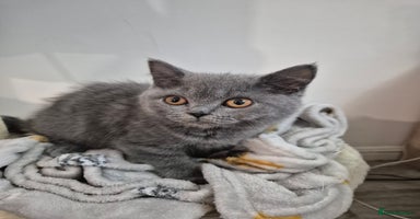 British Shorthair cats - Advert 15