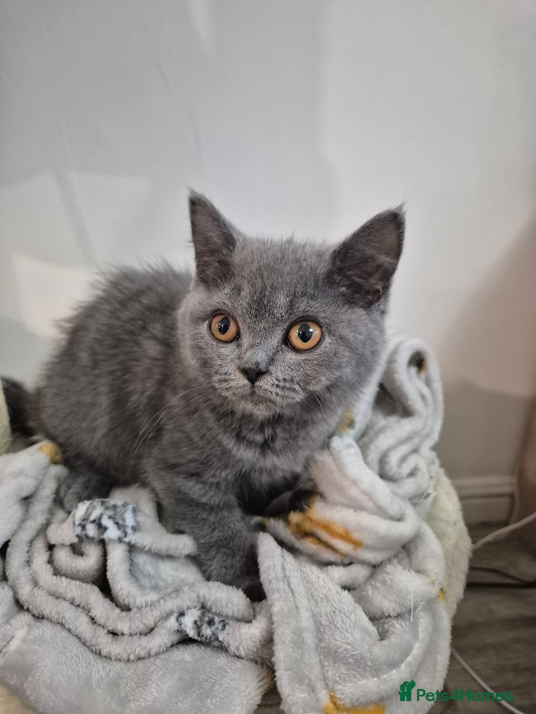 British Shorthair cats for sale: GCCF REGISTERED ACTIVE British Shorthair Female - Image 3