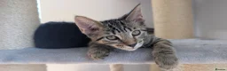 Maine Coon cats for sale: Beautiful Main coon x Bengal kittens - Advert 2