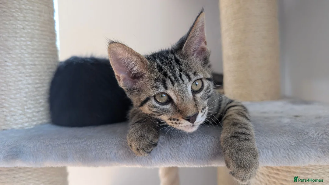 Maine Coon cats for sale: Beautiful Main coon x Bengal kittens - Advert 2