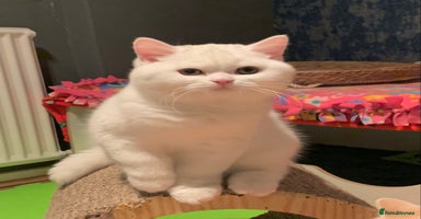 British Shorthair cats 🐻‍❄️*Quality Bsh kittens*Ready Now*🐻‍❄️ - Advert 2