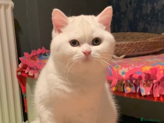 British Shorthair cats 🐻❄️*Quality Bsh kittens*Ready Now*🐻❄️ - Advert 1