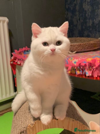British Shorthair cats 🐻❄️*Quality Bsh kittens*Ready Now*🐻❄️ - Advert 9