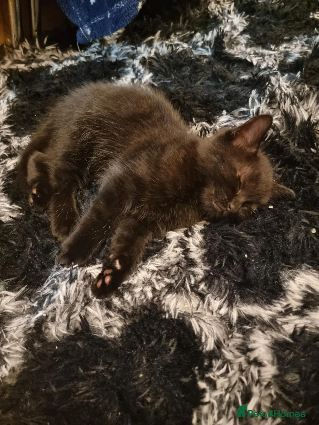 Persian cats for sale: One beautiful persian kitten for sale - Advert 3