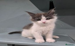 Maine Coon cats for sale: GCCF Registered female  - Image 2