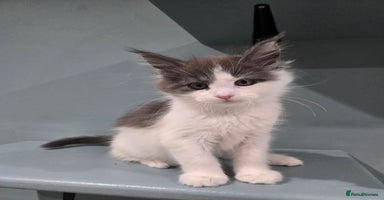 Maine Coon cats - Advert 16