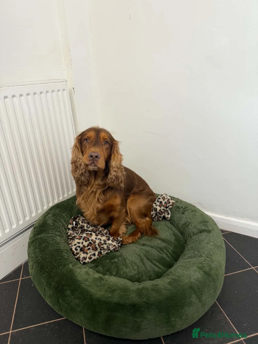 Cocker Spaniel dogs for stud: Proven Cocker Spaniel at Stud  - Advert 2