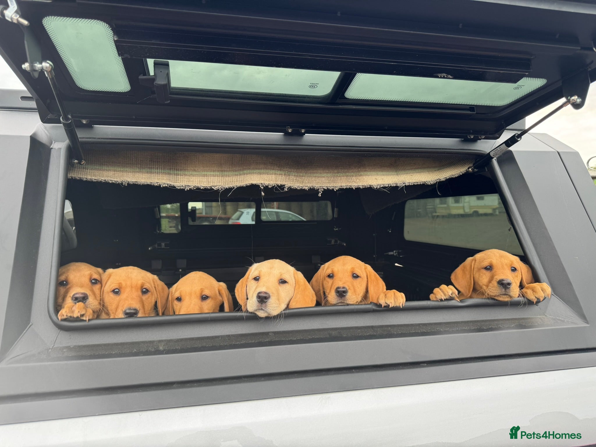 Labrador Retriever dogs Working Pet Bred; Highly Regarded Labrador Lineage - Advert 2