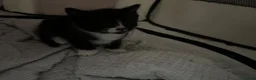 Mixed Breed cats for sale: Tuxedo and black  - Advert 6