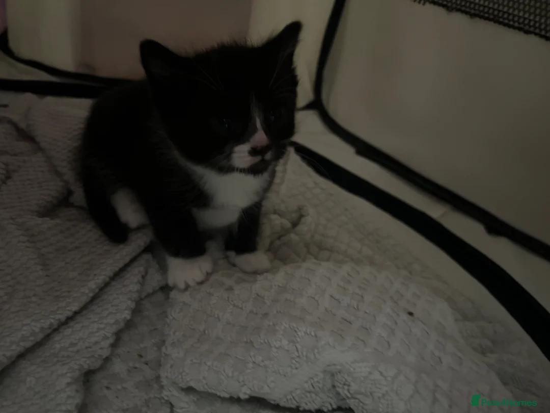 Mixed Breed cats for sale: Tuxedo and black  - Advert 6