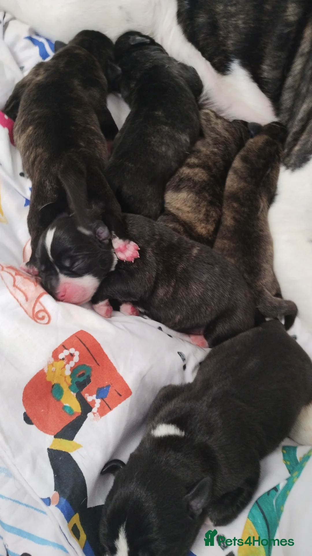 Mixed Breed dogs for sale: A lovely litter of mixed breed  - Advert 2