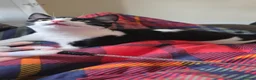 Mixed Breed cats for sale: Black and white cat for rehoming  in Grantham - Advert 2