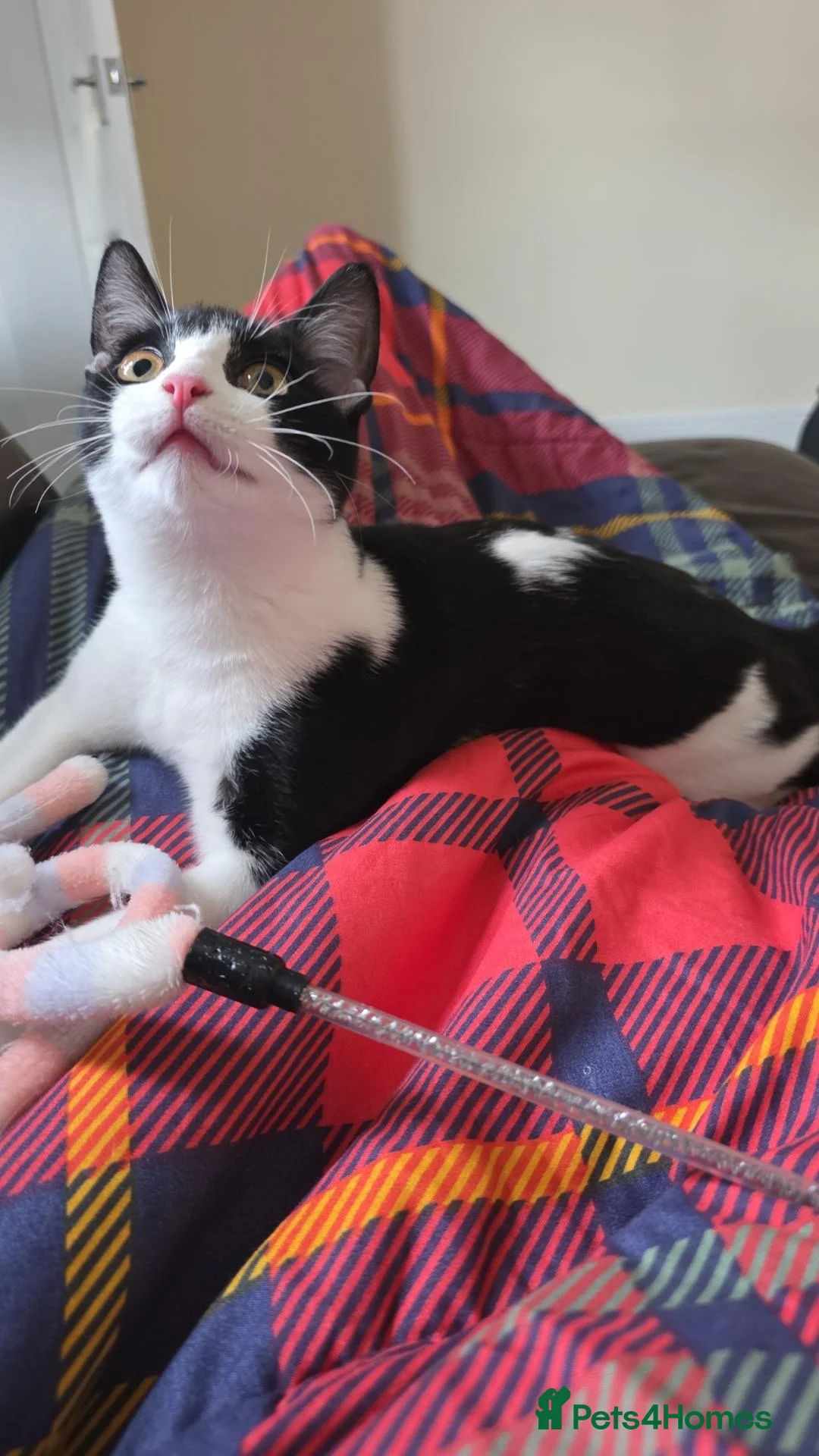 Mixed Breed cats for sale: Black and white cat for rehoming  in Grantham - Advert 2