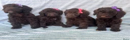 Cockapoo dogs for sale: CHOCOLATE COCKAPOOS GIRLS/BOYS PUPPYS PRA CLEAR - Advert 14