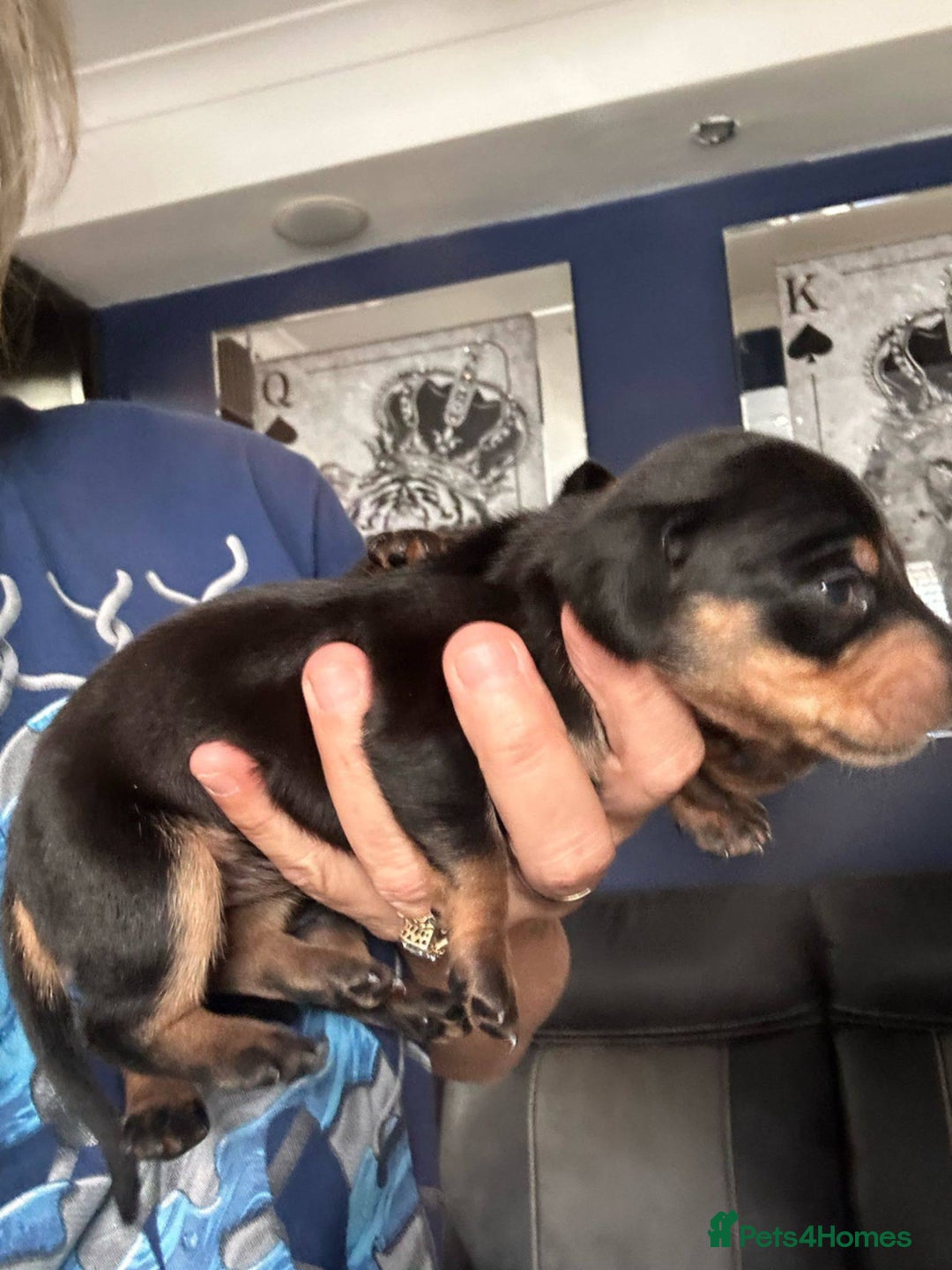 Dachshund dogs for sale: Dachshund pups for sale - Advert 8